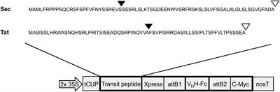 A VHH-Fc Fusion Targeted to the Chloroplast <mark class="highlighted">Thylakoid Lumen</mark> Assembles and Neutralizes Enterohemorrhagic E. coli O157:H7